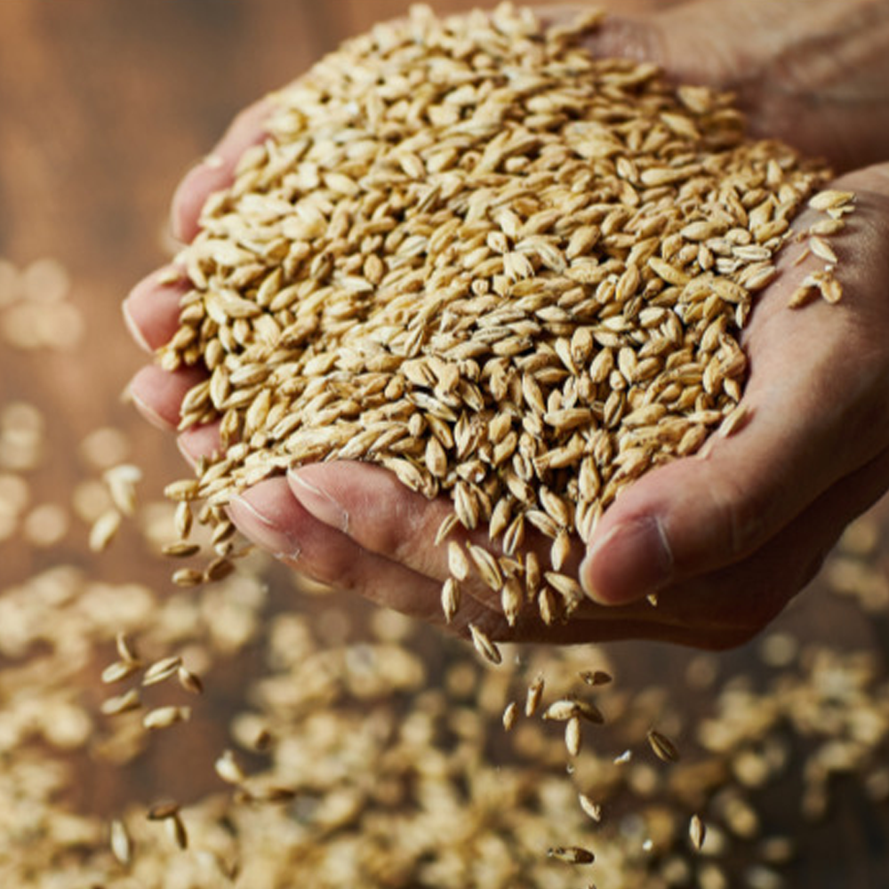 GOINDOL White Rice (Japonica, Short-Grain Type)